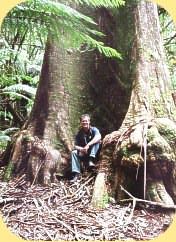 one of the big trees in the rainforest in Tasmania.